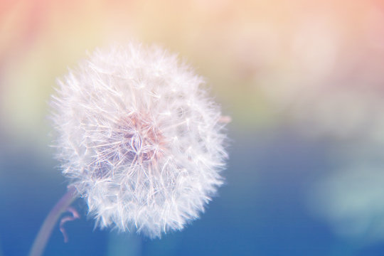Fototapeta Dandelion flower over pink and blue background