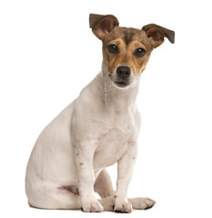 Jack Russel looking at the camera ,isolated on white