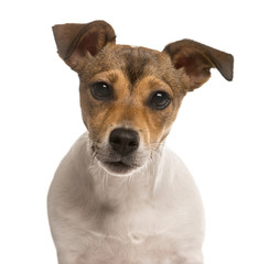 Close up of a Jack Russel isolated on white