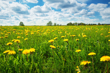 Field with dandelions and blue sky