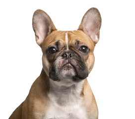 French Bulldog looking at the camera, isolated on white