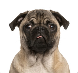 Pug puppy making a face, isolated on white