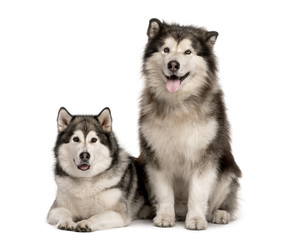 Malamute couple sticking the tongue out, isolated on white