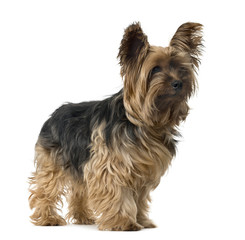 Yorkshire Terrier looking away, isolated on white