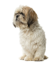 Shih Tzu sitting and looking away, isolated on white