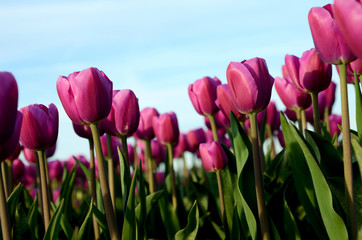Beautiful landscape with tulips against the sky at sunset walls