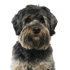 Close up of a Cross breed dog isolated on white