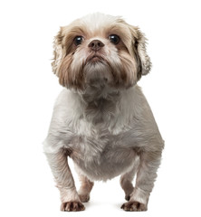Shih Tzu standing up, isolated on white