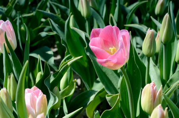 Beautiful pink tulip close up middle of the field in the Netherl