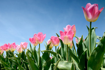 Beautiful landscape with pink tulips against the sky (natural ba