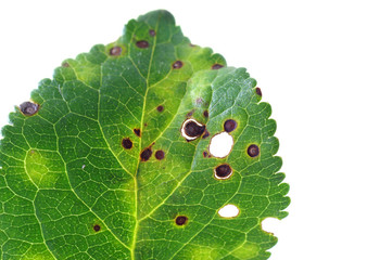 Bacterial disease on a leaf - obrazy, fototapety, plakaty