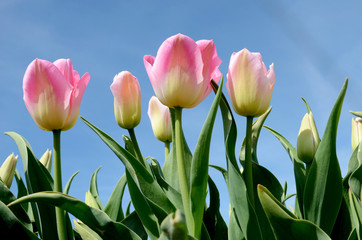 Beautiful landscape with pink tulips against the sky (natural ba