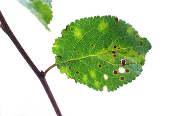 Bacterial disease on a leaf - obrazy, fototapety, plakaty