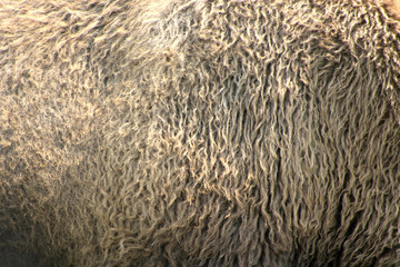 Yellowstone national park / Poils de bisons