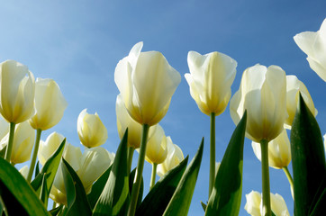 Obraz premium The beautiful landscape with white tulips against the sky in sun