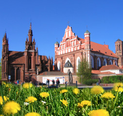 Foalfoot against St Anna's Church in Vilnius, Lithuania in sprin