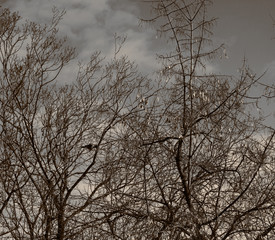 Obraz premium Silhouette tree