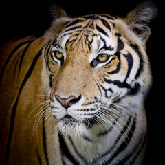 close up face tiger isolated on black background