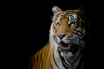 Naklejka premium bliska twarz Tygrys na białym tle na czarnym tle