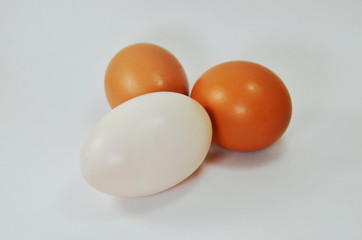egg on white background