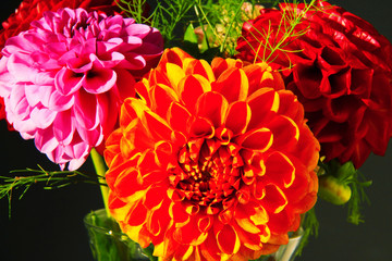 Dahlias in the Vase on the black Background