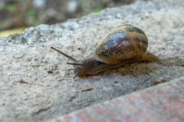 Snail crawling on the road.
