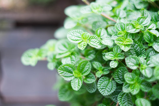 Charley Bilder Durchsuchen 136 Archivfotos, und Videos