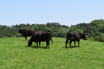 Naklejka na ściany i meble 牛の放牧／山形県鶴岡市羽黒町川代にある月山高原牧場で、牛の放牧風景を撮影した写真です。この牧場は、約100haの緑のジュウタンが広がり、雄大な高原の中で牛や羊を眺められます。牛を放牧すると足腰が丈夫になる、広々とした牧場で運動することにより健全な牛になる、管理の手間が省ける、エサ代の削減など良いこと尽くしです。高原からの眺めは最高で、ひそかな観光ポイントになっています。