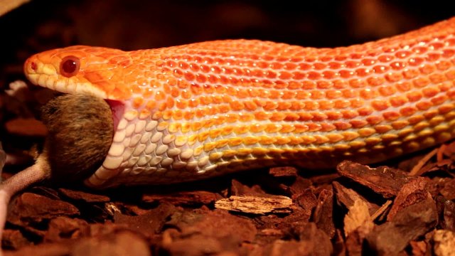 Red / Orange albino Snake eats a brown mouse