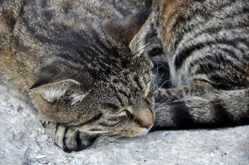 Tabby Cat lying on stairs