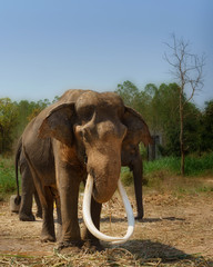 Asia elephent tether with chain in thailand