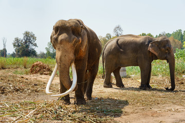 Asia elephent tether with chain in thailand