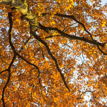 vibrant autumn colors of oak tree fall leaves against blue sky l