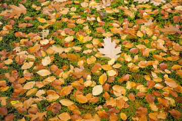 colorful autumn beech leaves on duckweed in pond lit by sunlight