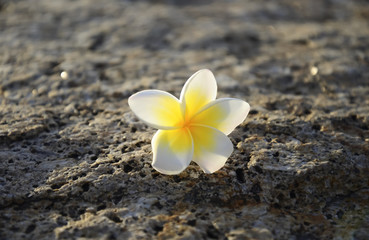 Frangipani Plumeria flowers border Design
