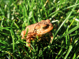 Junge braune Erdkröte sitzt im grünen Gras