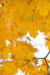 Naklejka na ściany i meble leaves in autumn forest