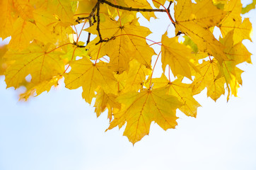 Fototapeta na wymiar leaves in autumn forest