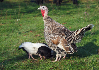 Turkey with family on a green lawn