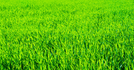 green field and blue sky
