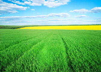 Fototapeta premium field