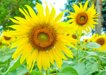 Fototapeta premium Sunflowers