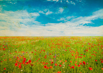 Beautiful poppy field