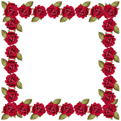 Rose flower. Isolated 