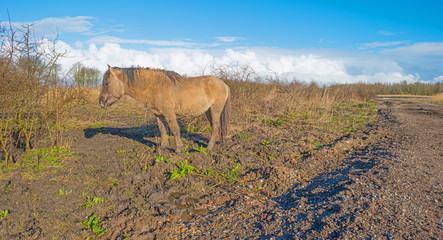 Fototapeta na wymiar Horse in a field in winter