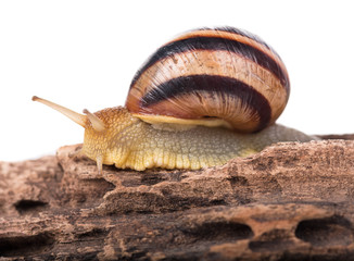 Bright striped snail