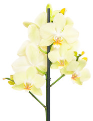 Fototapeta na wymiar Bright yellow orchid