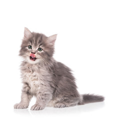 Cute fluffy kitten