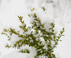.Boxwood bush winter day in the snow.