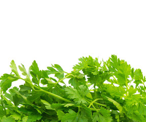 Parsley isolated on white